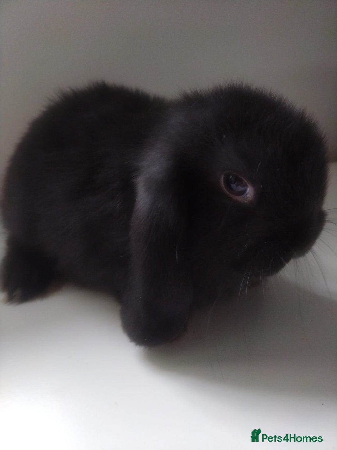 Mini Lop rabbits for sale: Beautiful mini lops available for reserve  - Image 9