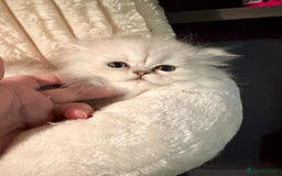 Persian cats for sale: TICA reg Silver & Golden Chinchilla Persians  - Image 4