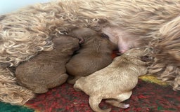 Cavapoo dogs for sale: 💫 TOY CAVAPOO PUPPYS HEALTH TESTED 💫  - Image 2