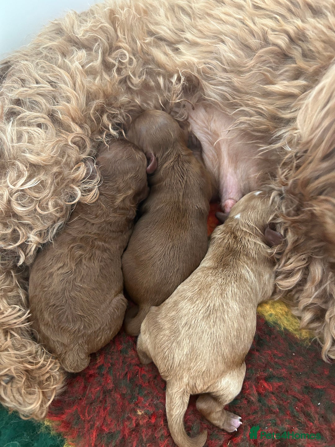 Cavapoo dogs for sale: 💫 TOY CAVAPOO PUPPYS HEALTH TESTED 💫  - Image 2