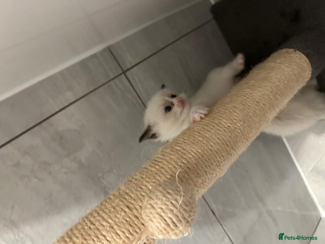 Ragdoll cats for sale: Ragdoll kittens  - Image 11