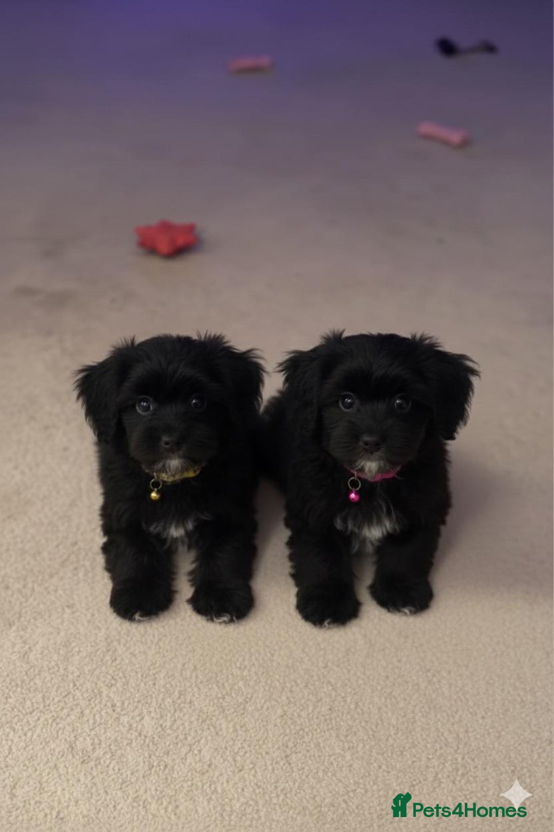 Cockapoo dogs for sale: Cockapoo puppies for sale  - Advert 3