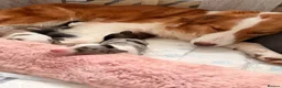 Border Collie dogs for sale: Stunning Show line puppies,various colours  - Advert 22