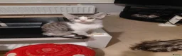 Mixed Breed cats for sale: 3/4maine coon x sphynx - Advert 10