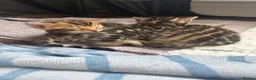 Bengal cats for sale: Outstanding Little Leopards 🐆  - Advert 7