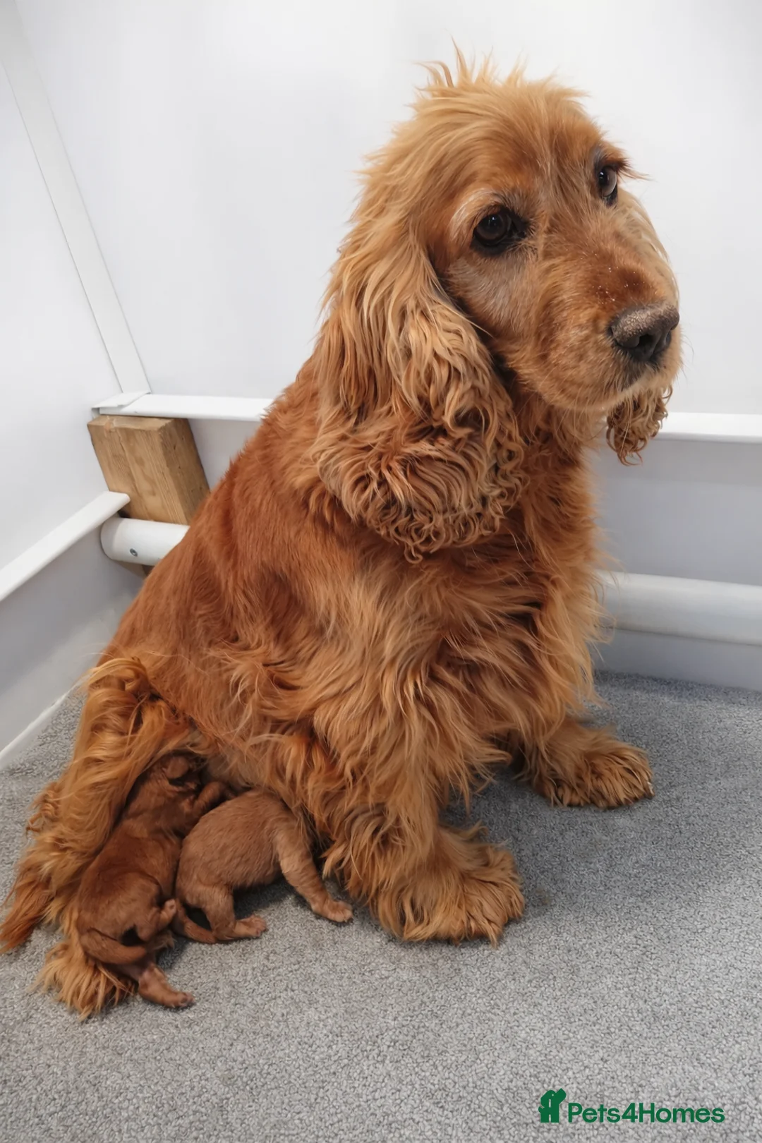 Cockapoo dogs for sale: F1 sable red and apricot Cockapoo puppies - Advert 8