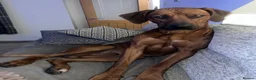 Rhodesian Ridgeback dogs for stud: KC registered male Rhodesian Ridgeback  in Sheffield - Advert 3