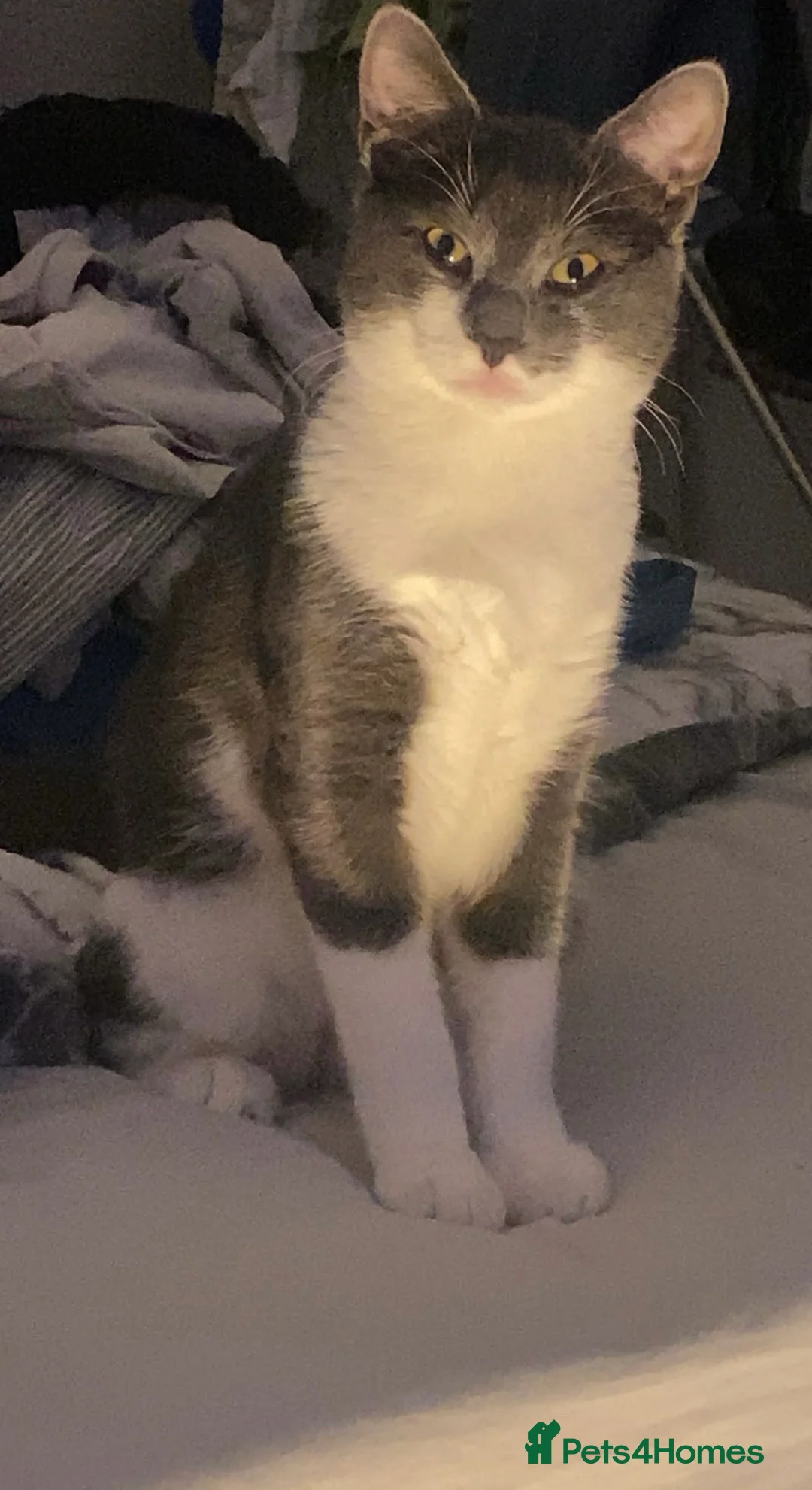 Mixed Breed cats for sale: White and grey boy  - Advert 2