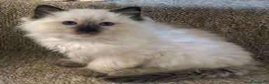 Ragdoll Kitten 2