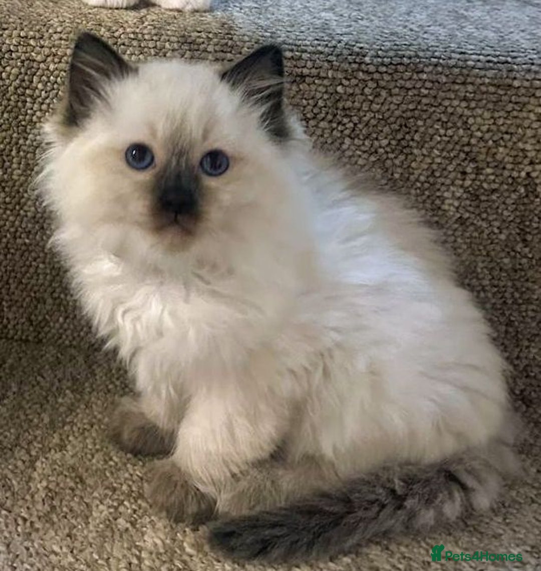Ragdoll cats for sale: 🐾 Gorgeous Ragdoll Kittens  - Advert 3