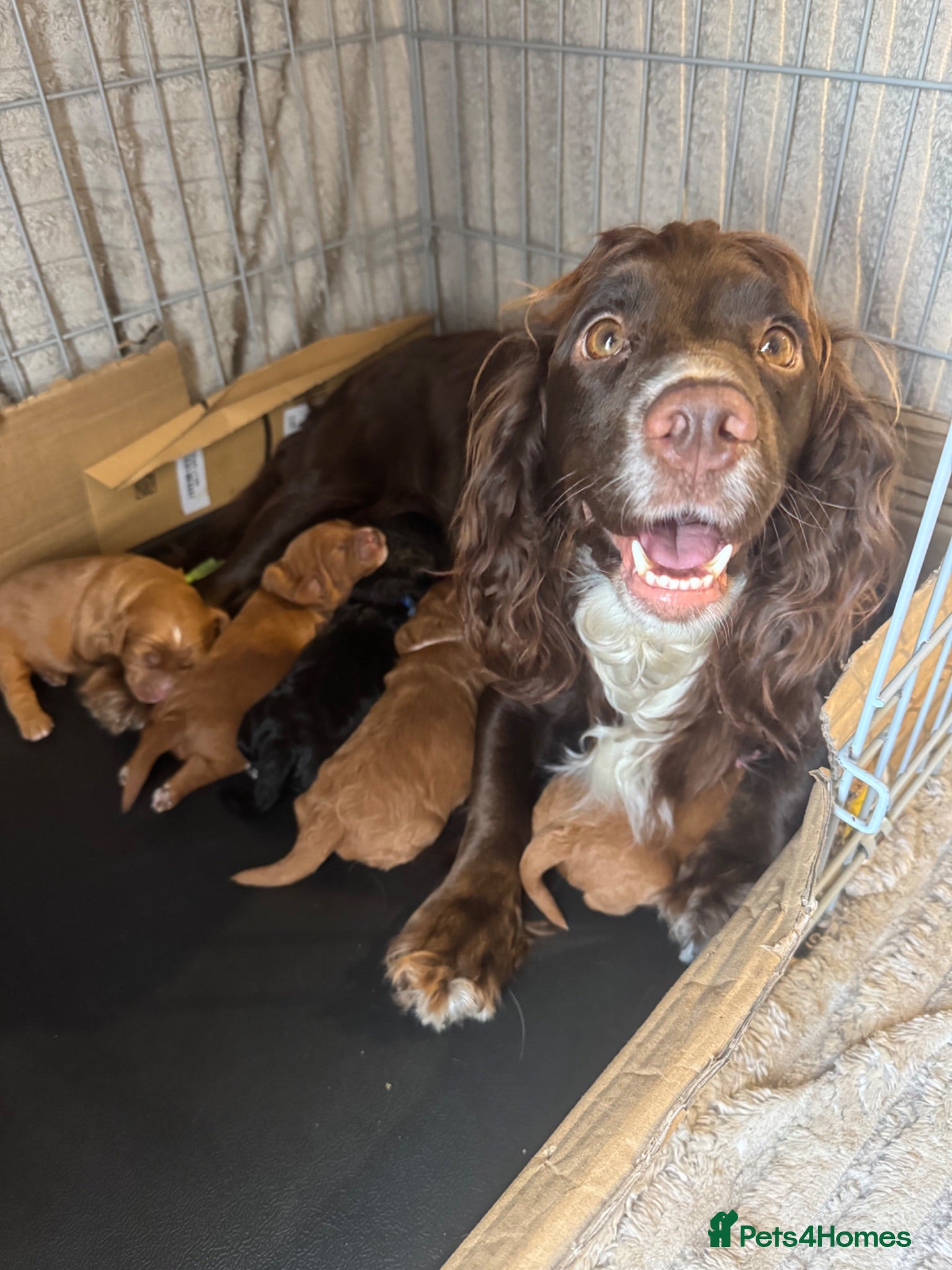 Cockapoo dogs Health tested beautiful cockapoos 😍 - Advert 2