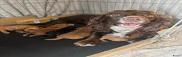 Cockapoo dogs for sale: Health tested parents beautiful cockapoos 😍 - Advert 1