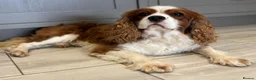 Cavalier King Charles Spaniel dogs for sale: Heart/Eye/Health tested KC Reg Male Cavalier - Advert 1