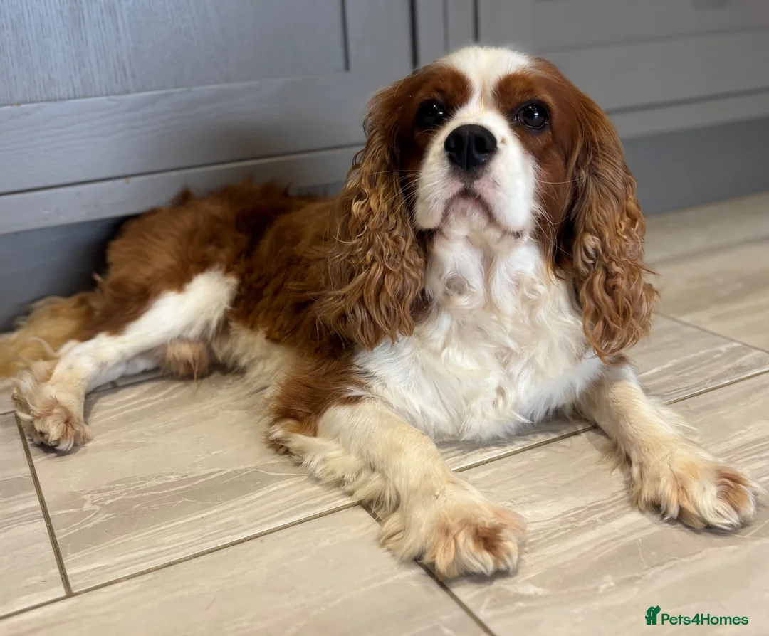 Cavalier King Charles Spaniel dogs for sale: Heart/Eye/Health tested KC Reg Male Cavalier - Advert 1