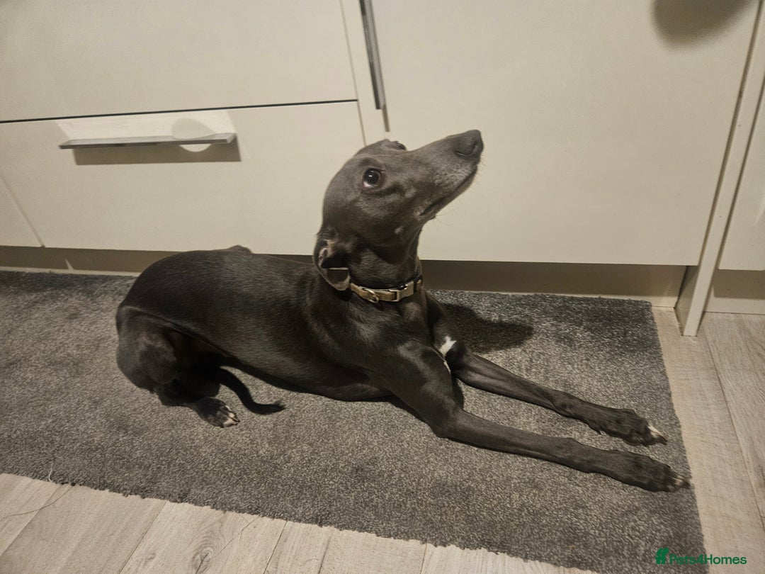 Whippet dogs for stud: Proven KC registered blue whippet for stud in Doncaster - Image 10