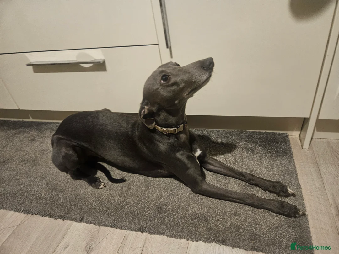 Whippet dogs for stud: Proven KC registered blue whippet for stud in Doncaster - Advert 12