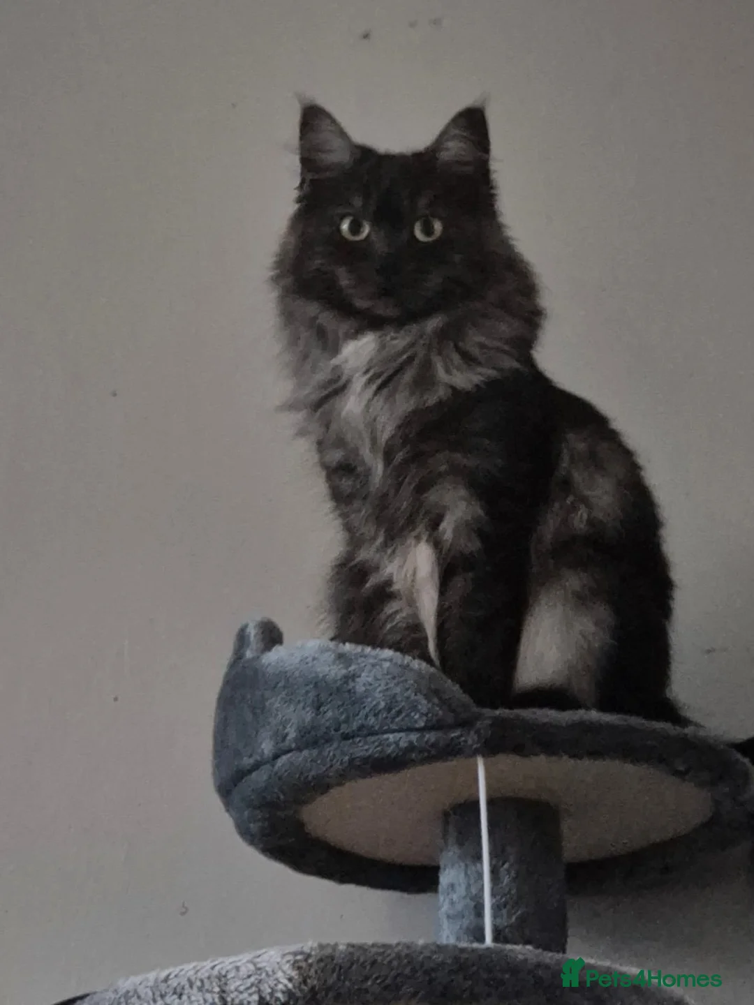 Gallery Image {{count}}