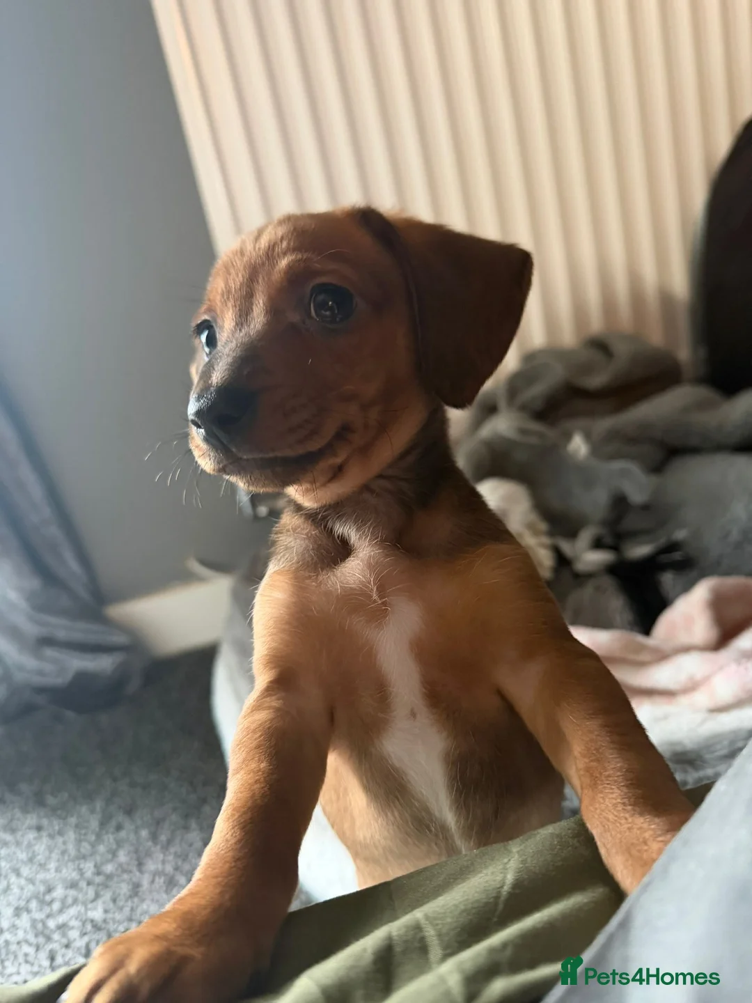 Miniature Dachshund dogs for sale: Mini Dachsund male - Advert 1