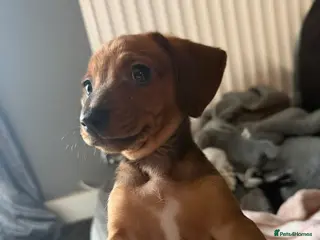 Miniature Dachshund dogs Mini Dachsund male - Advert 1