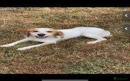 Mixed Breed dogs for sale: 6 Cocker jack puppies - Image 12
