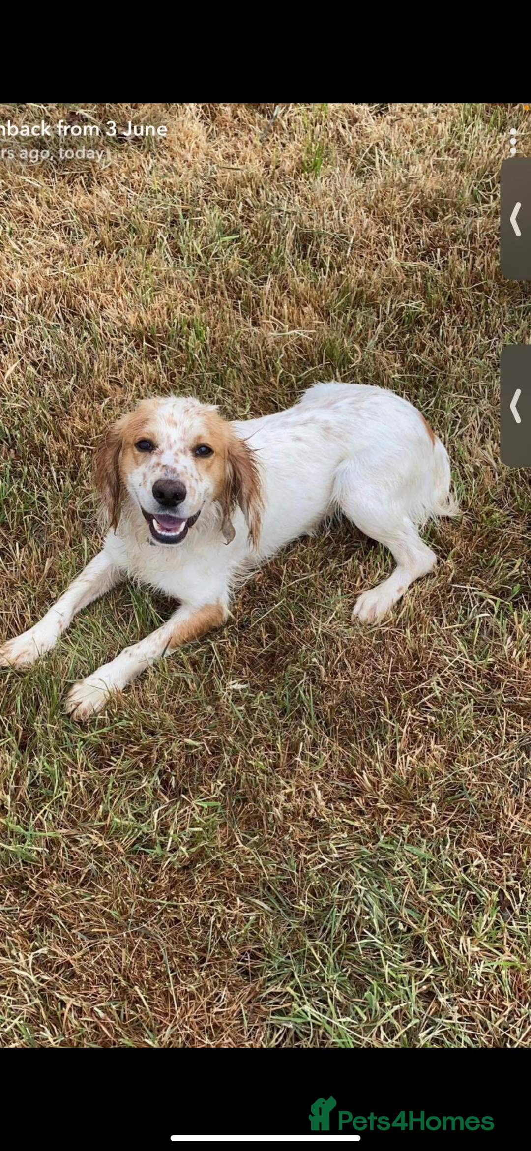 Mixed Breed dogs for sale: 6 Cocker jack puppies - Image 12