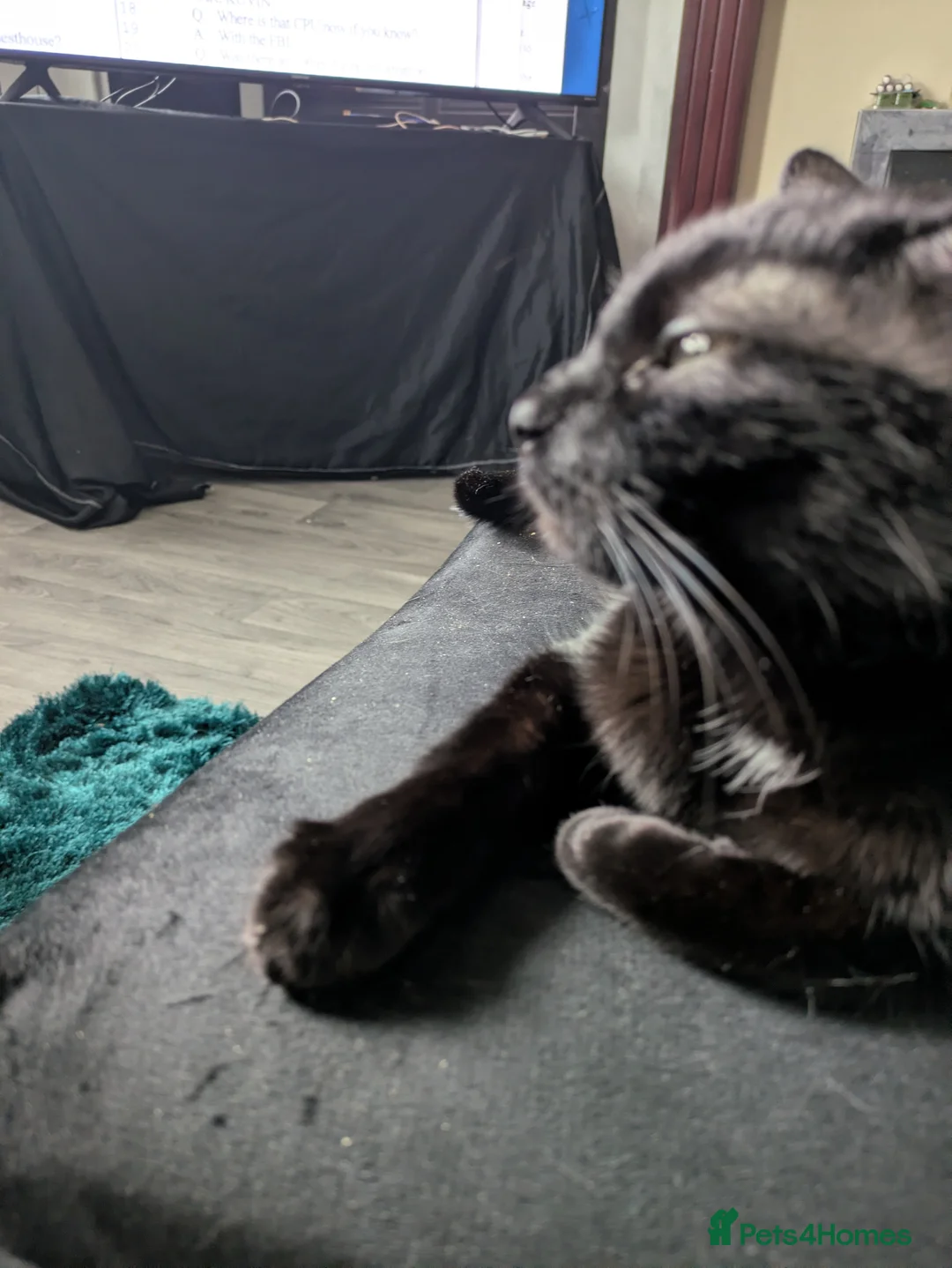 Mixed Breed cats for sale: Litter sure this weekend or through the week  - Advert 7