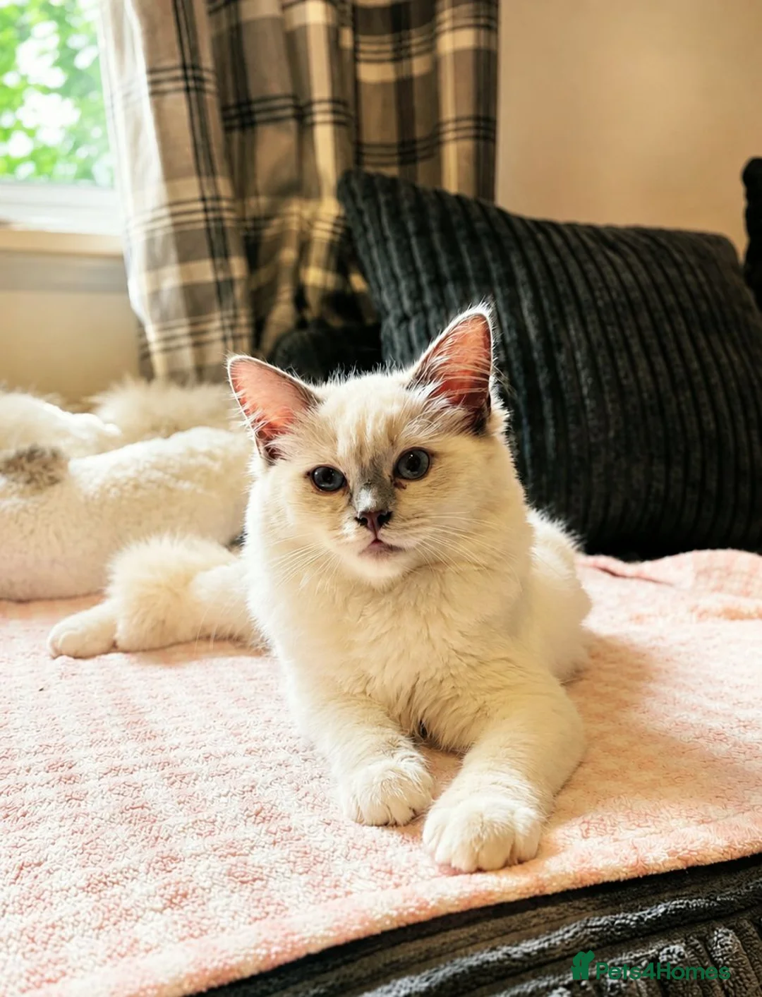 Ragdoll cats for sale: Stunning Lilac Mitted Ragdoll - Advert 5