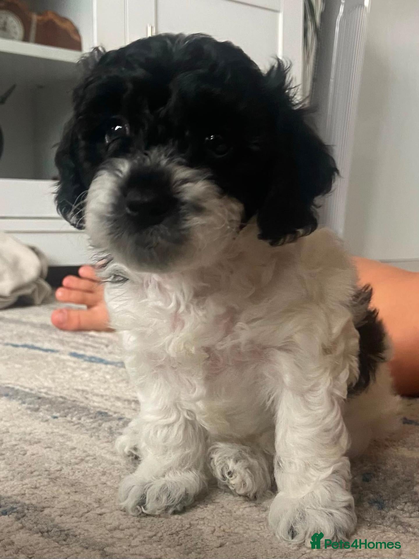 Mixed Breed dogs Mixed cavapoo little girl - Advert 1