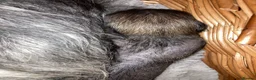 Chinese Crested dogs for sale: Xx chinese crested puppies xx - Advert 11