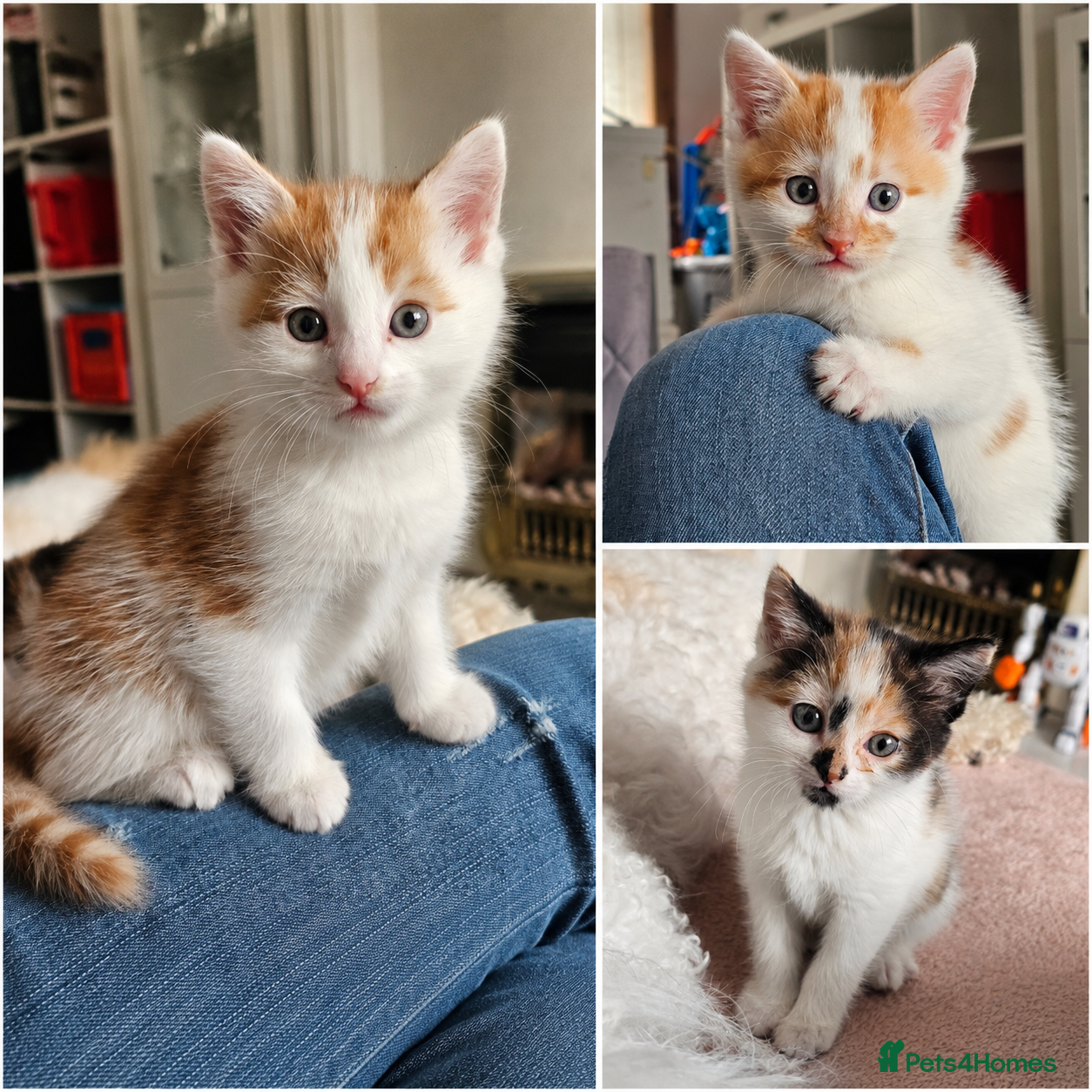 Mixed Breed cats Kittens for sale  - Advert 5