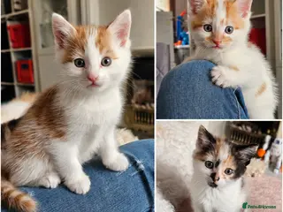 Mixed Breed cats Kittens for sale - Advert 5