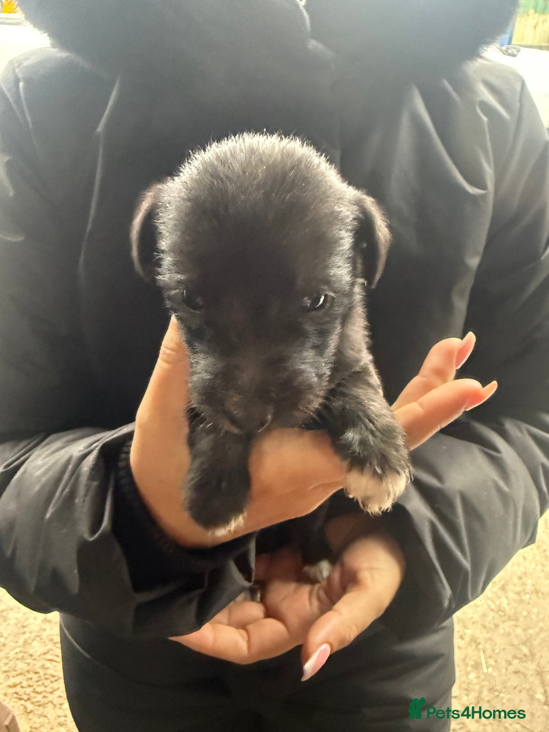Whippet dogs for sale: Bedlington whippet puppies  - Advert 10