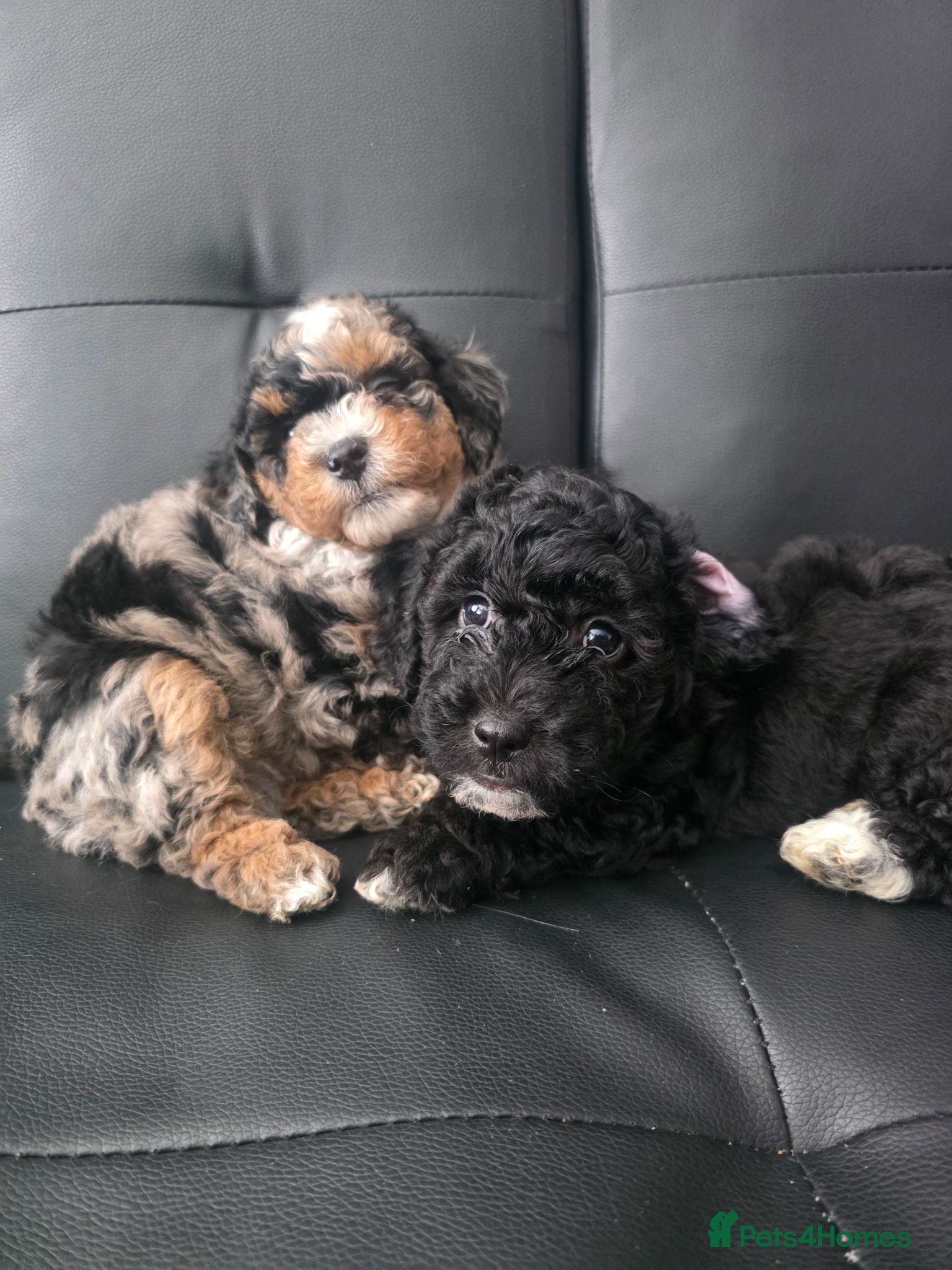 Poochon dogs 4 beautiful poochon puppys for sale  - Advert 2