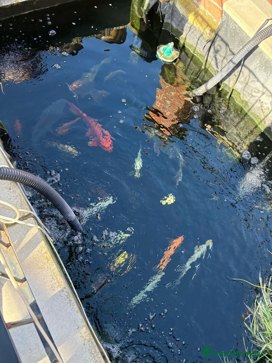 Koi Carp fish for sale: Koi carp and gold fish  in Chelmsford - Advert 1