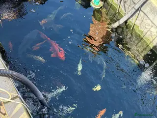 Koi Carp fish Koi carp and gold fish in Chelmsford - Advert 10