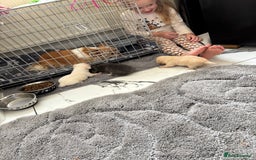 Chihuahua dogs for sale: Long coat chihuahua pups - Image 3