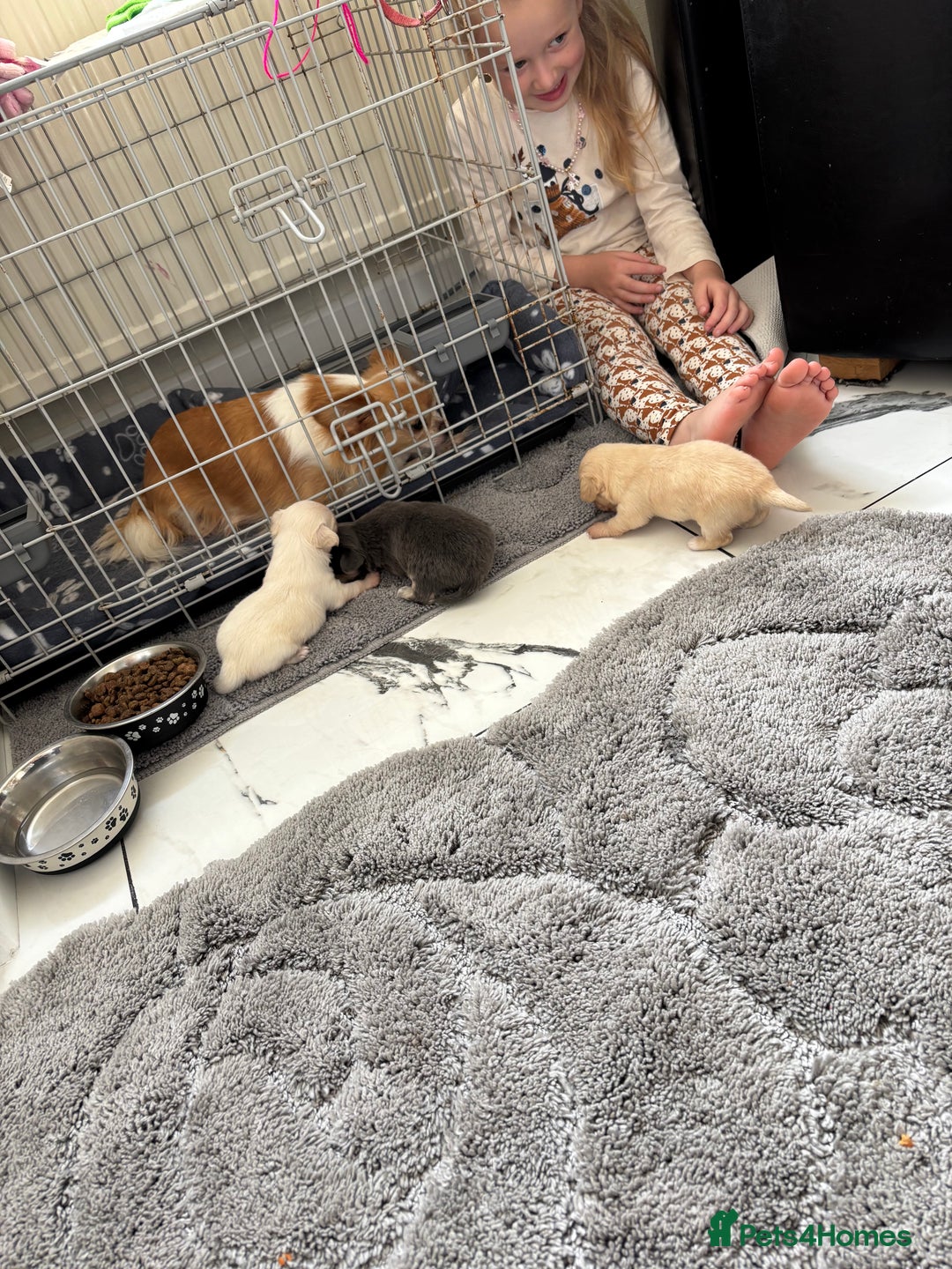 Chihuahua dogs for sale: Long coat chihuahua pups - Image 3