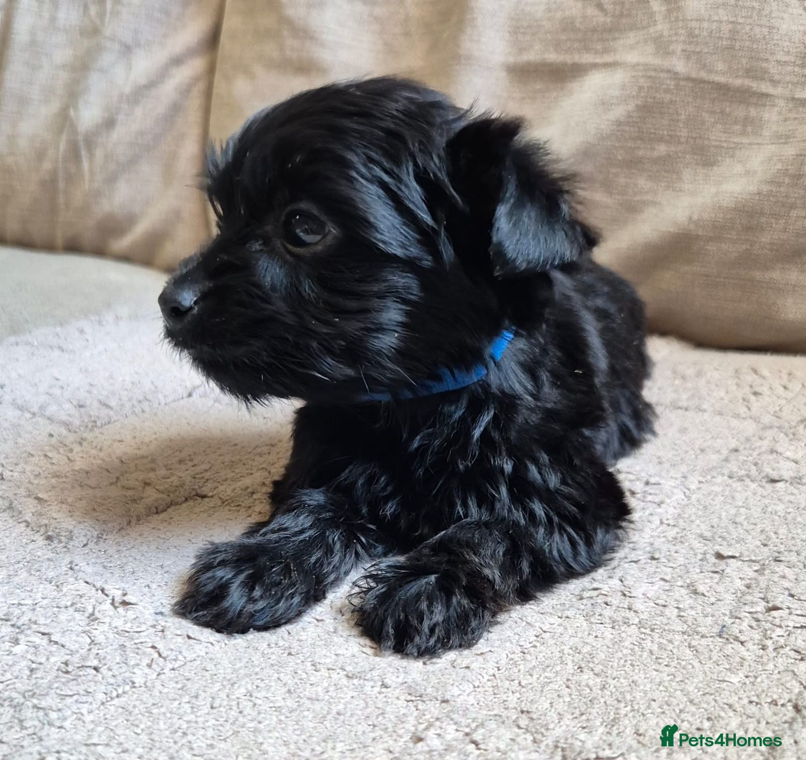 Yorkshire Terrier dogs Gorgeous Lilliputian Yorkies available  - Advert 2