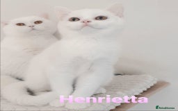 British Shorthair cats for sale: Impressive Pedigree BSH Kittens  - Image 3