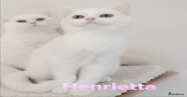 British Shorthair cats - Advert 16