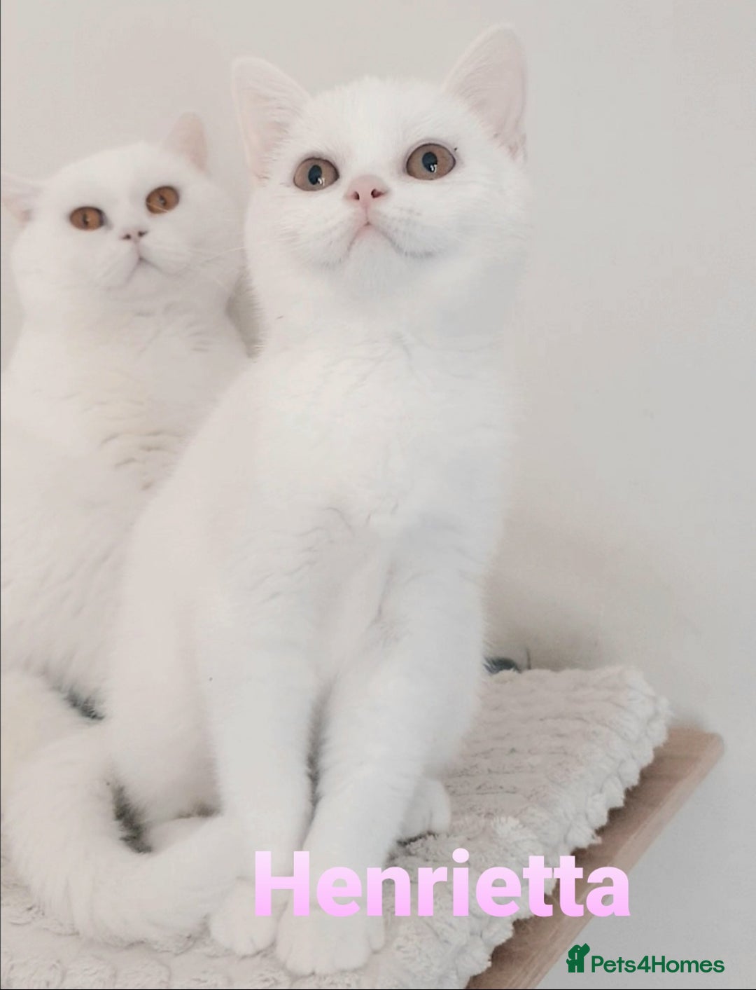 British Shorthair cats for sale: Impressive Pedigree BSH Kittens  - Image 3