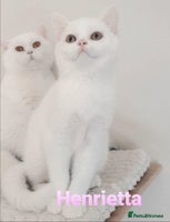 British Shorthair cats - Advert 7