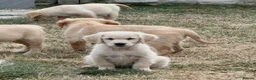 Golden Retriever dogs for sale: Beautiful golden retiver boy - Advert 3