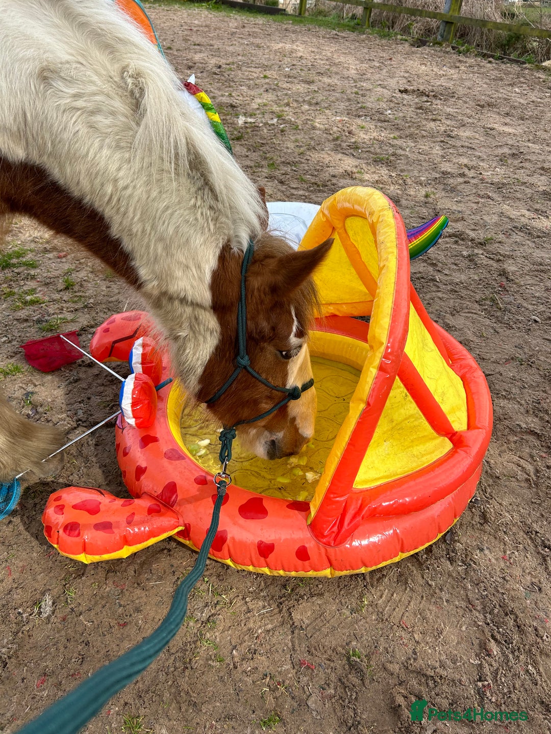 Irish Cob horses for sale: 5 yo skewbald cob 13.3 hh  - Image 19