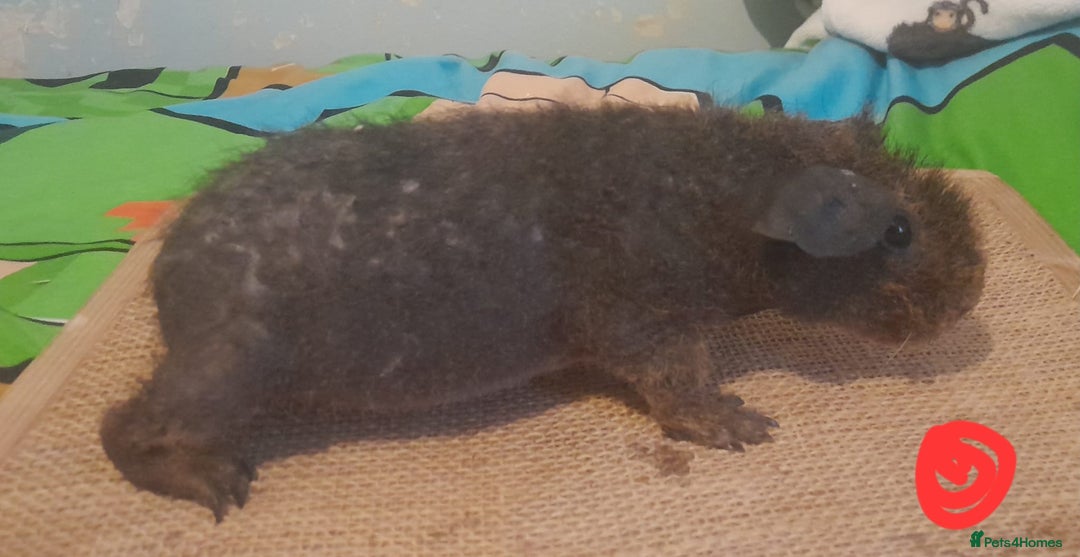 Guinea Pig rodents for sale: Skinny/werewolf boys available - Image 6