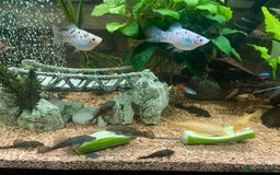 Plecos fish for sale: All different sizes  - Image 5