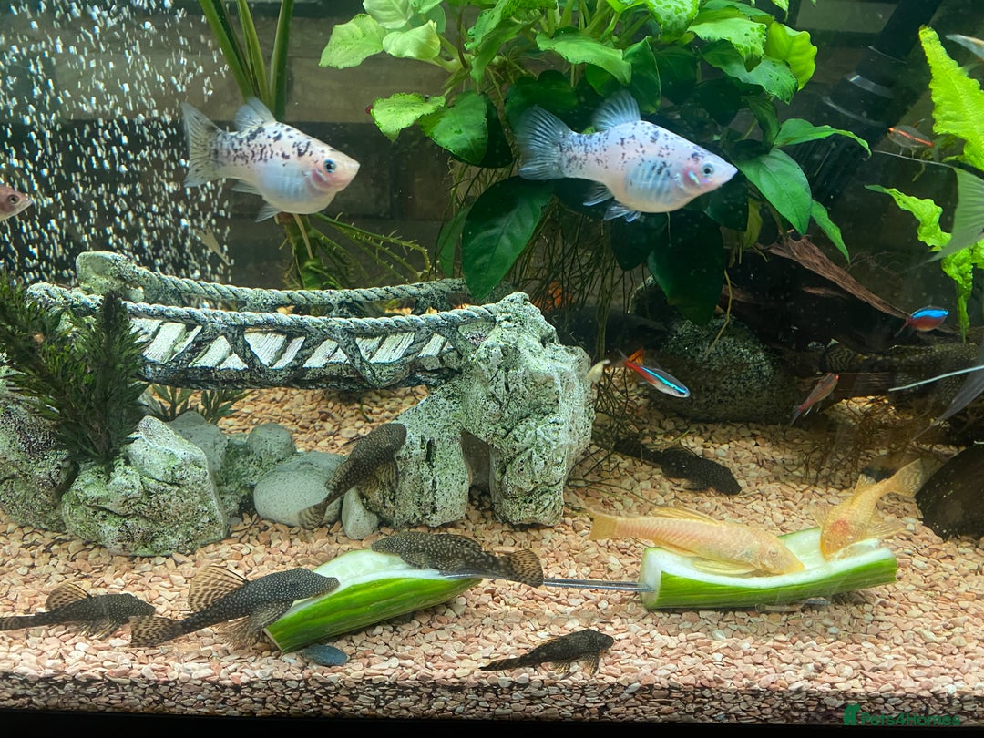 Plecos fish for sale: All different sizes  - Image 5