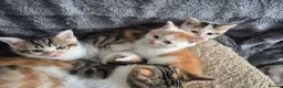 Mixed Breed cats for sale: British short hair mix kittens. - Advert 7