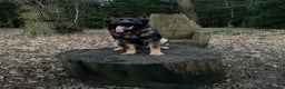 German Shepherd dogs for stud: Gorgeous German Shepherd For Stud in Kidderminster - Advert 12