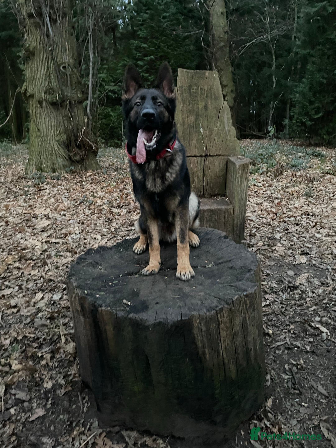 German Shepherd dogs for stud: Gorgeous German Shepherd For Stud in Kidderminster - Image 12